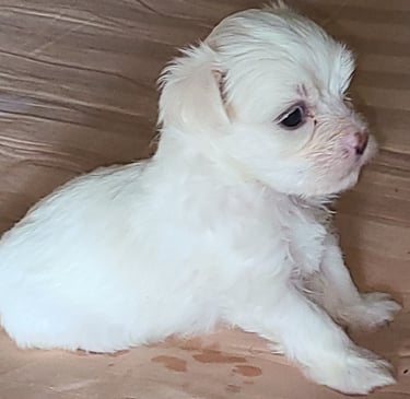4-week-old Maltese Puppy sitting in bed in Texas