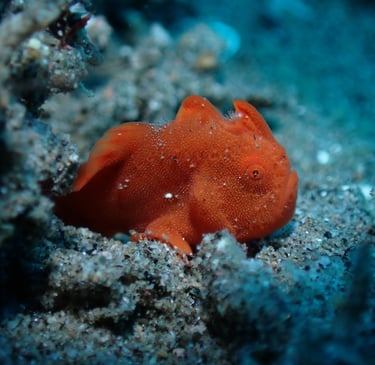 Pez rana juvenil rojo