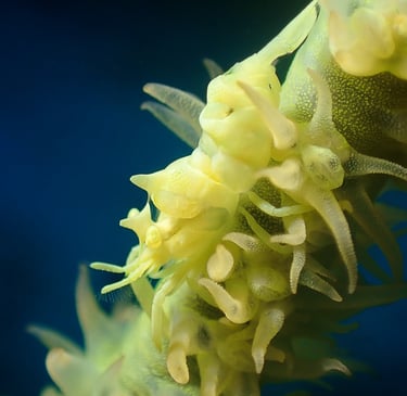 Gamba coral latigo
