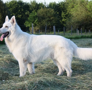 Doom Berger Blanc Suisse White Swiss Shepherd