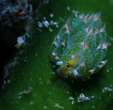 Nudibranquio verde y rosa