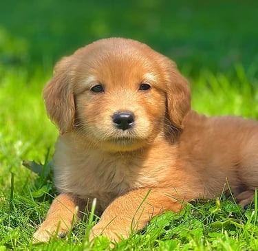 golden retriever roux