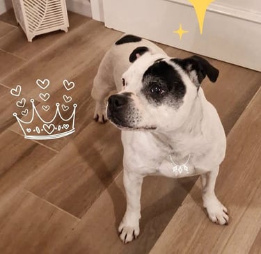 staffordshire bull terrier biaco