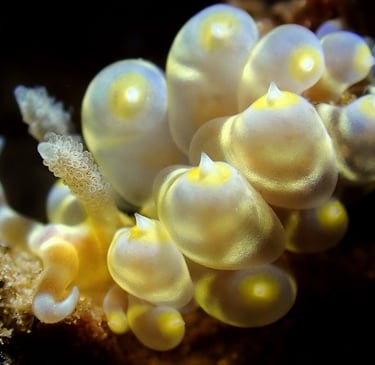 Nudibranquio amarillo uva