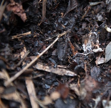 already done compost with the right ingredients