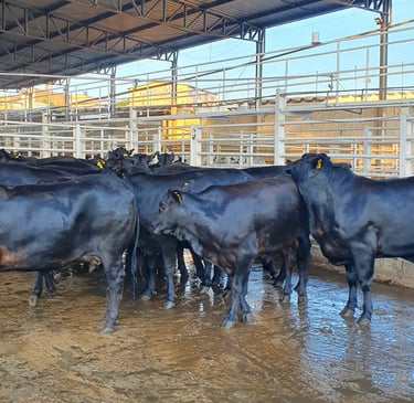 Curral com bois e vacas