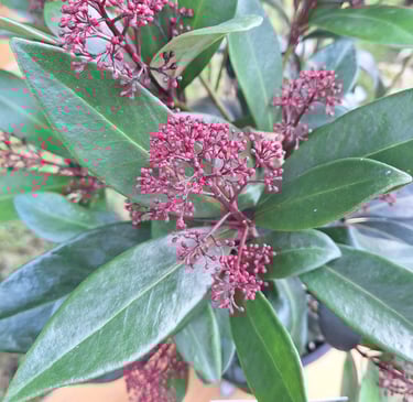 an evergreen Skimmia Japonica suited for frount house gardens