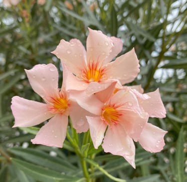 Laurier-rose à la teinte abricot très délicate