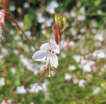 one white Butterfly Gaura flower blooming in summer
