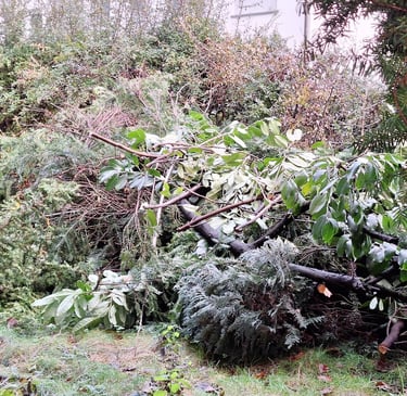 leaves, branches and old wood: great ingeredients for various natural composting methods