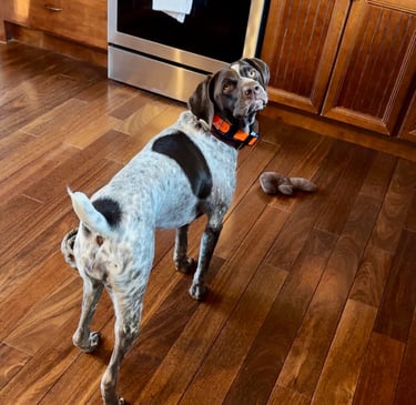 german shorthaired pointer