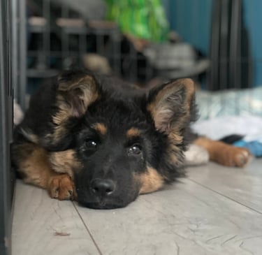 séance d’ecole du chiot en petit groupe chez activ canin à cestas