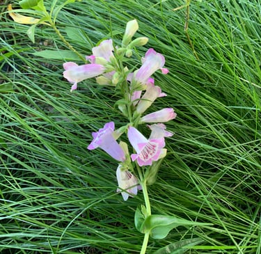flowers in Fallbrook