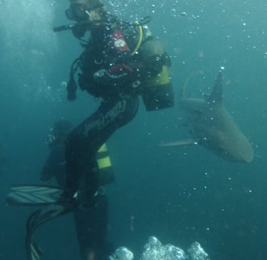 tracey billington Oceanic black tips on a baited shark dive, Aliwal Shoal, Umkomaas, South Africa