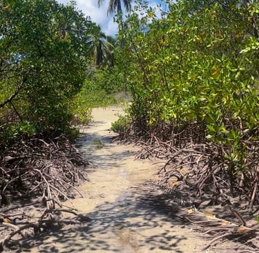 Trilhas, Ilha de Boipeba Praia de Castelhanos Refúgio do Sagrado. Eventos e hospedagem