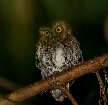 Bearded Screech-Owl on branch – nocturnal bird species seen during Chiapas night birding trip