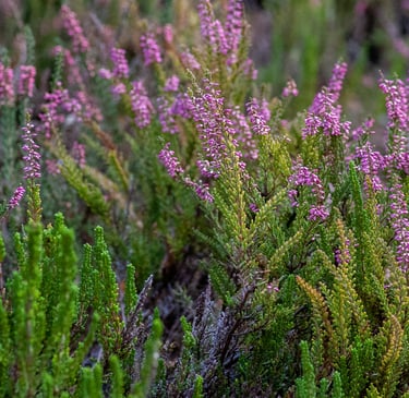 multiple blooming Heather bushes with pink blooms
