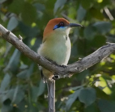 A Russet-crowned Motmot with a sky blue eye mask in Tzimol, Chiapas