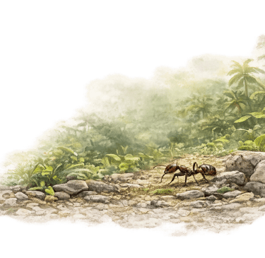 A brown ant crawling on a rocky forest path with tropical palm trees in a misty background.
