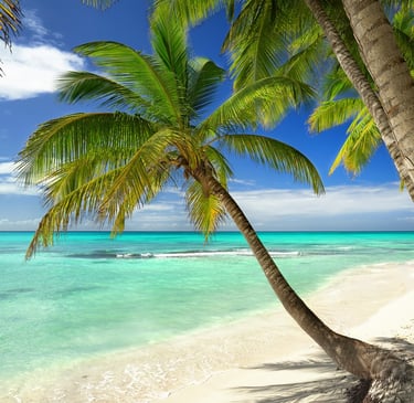 Palm trees on a white sand beach in the Dominican Republic Caribbean