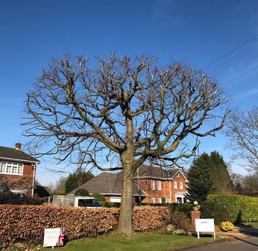 A tree that has had its crown lifted sharp hedges