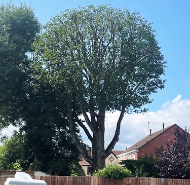 After crown reduction showing a tidier canopy shape in County Durham.