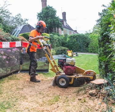 Stump grinding to remove a tree stump in a domestic garden.