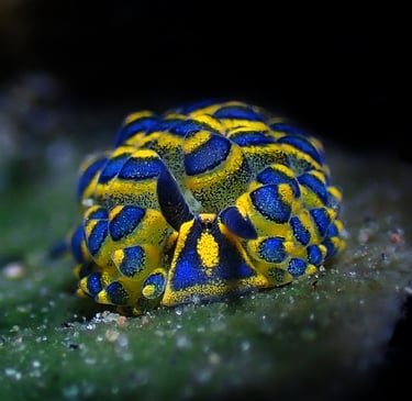 Nudibranquio amarillo y azul