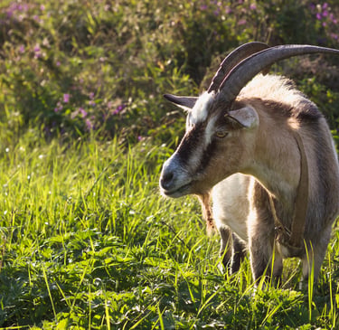 Chèvre avec de grandes cornes en pleine nature