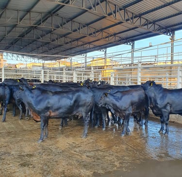 Curral com bois e vacas