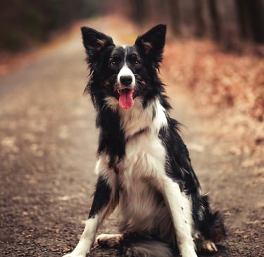 Photographie border collie