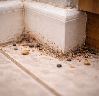 señales tempranas de plagas en zoclos y esquinas”