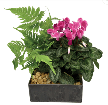 COMPOSITION 3 plantes exterieur, fleurs, 18 euros, tombe, livraison gratuite