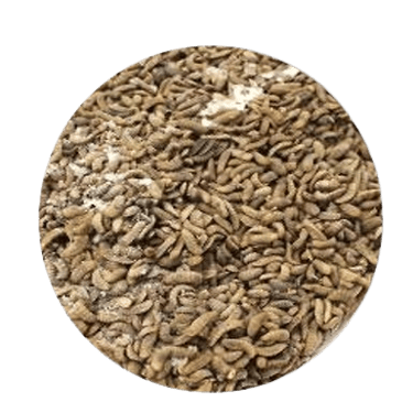 Larvae Frozen Larvae Feed for Fish Feed for Poultry