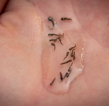Midges on the South Holston River.