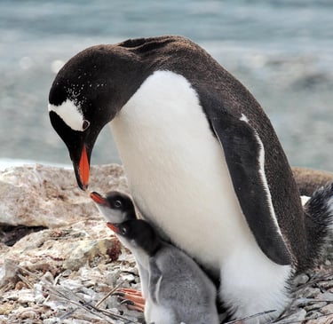 adult penguin  attends to two penguin chicks