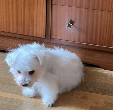 Marco, bichón maltés descansando en casa, reflejo de paz y ternura que inspira nuestro proyecto.