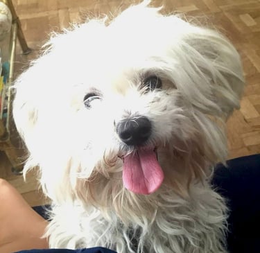 Marco, bichón maltés feliz y amado, corazón de MundoBichón y ejemplo de vínculo eterno entre humanos