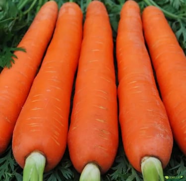 a bunch of carrots are shown in this picture