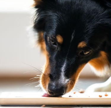 Mixed breed dog food