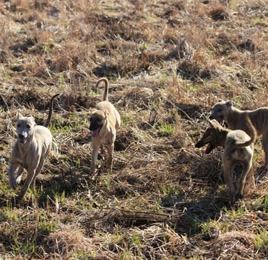 whippet pentueet