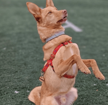 Testomonio Lou y Wotan