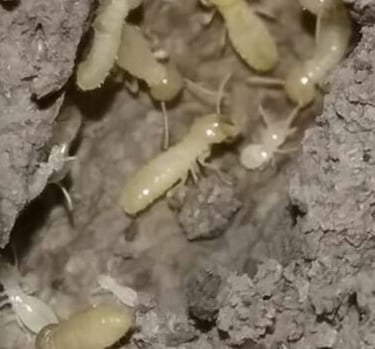 Termite Control Auburn Ga