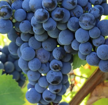 Grappe de raisin rouge 