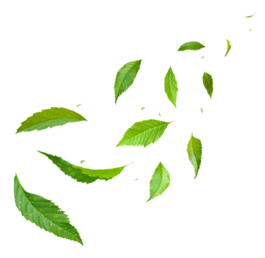 image of green leaves floating in the air