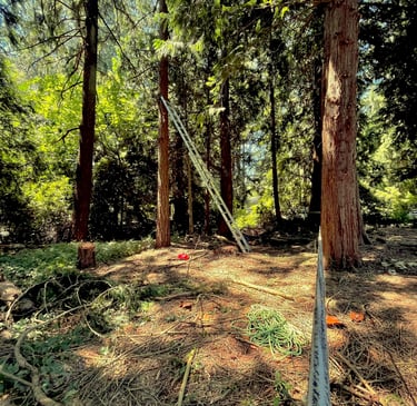 A tree removal being set up with rigging rope in Woodinville, WA