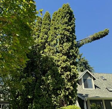A tree service in Woodinville is assessing a broken tree branch