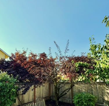 A tree being trimmed in a backyard in Lynnwood WA