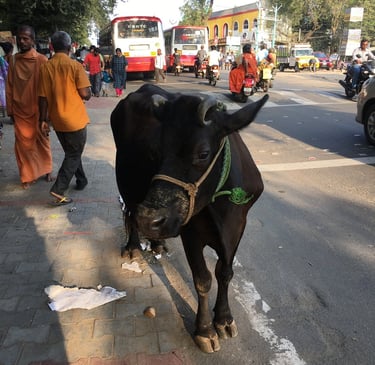 eine Kuh auf einer Straße in Indien - Menschen und Straßenverkehr drum herum