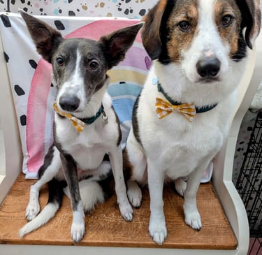 Two dogs posing for a photo on a monk’s bench